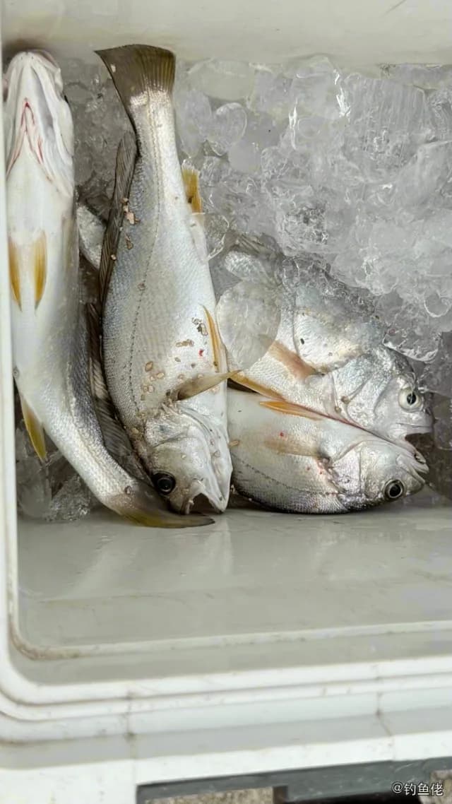 黄姑鱼钓获 阳江市 0.8kg