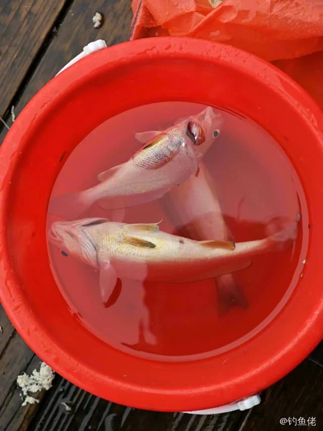 黄姑鱼钓获 福州市 1kg
