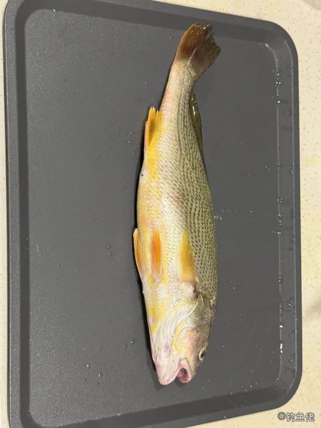 黄姑鱼钓获 香港特别行政区 0.6kg