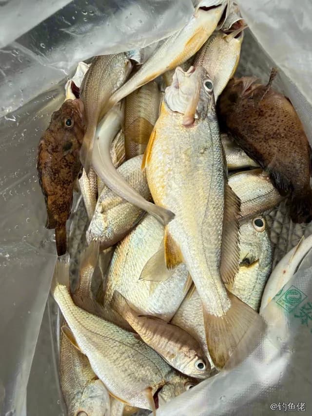 黄姑鱼钓获 中华人民共和国 0.8kg