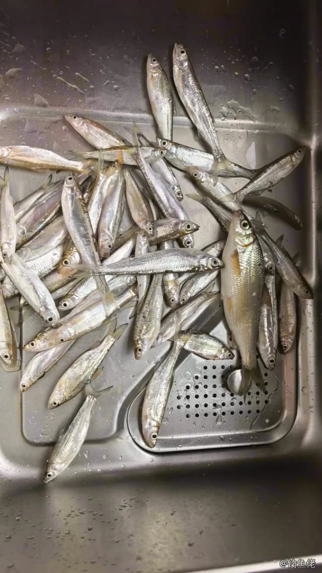 黄鲫钓获 合肥市 0.1kg
