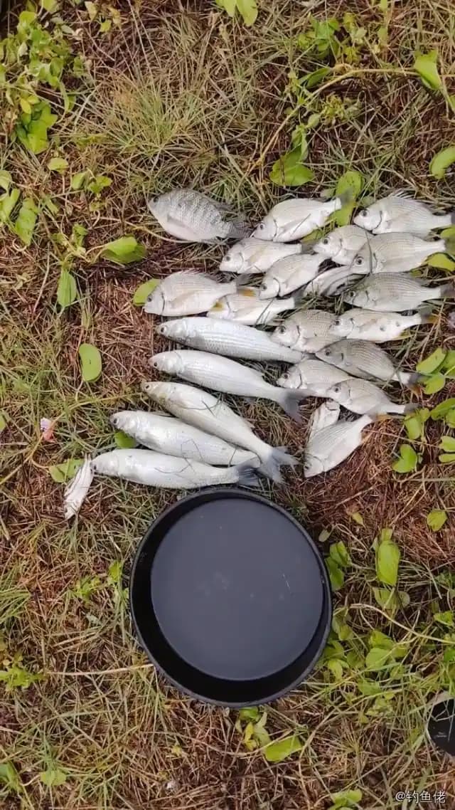 黄鲫钓获 珠海市 0.1kg
