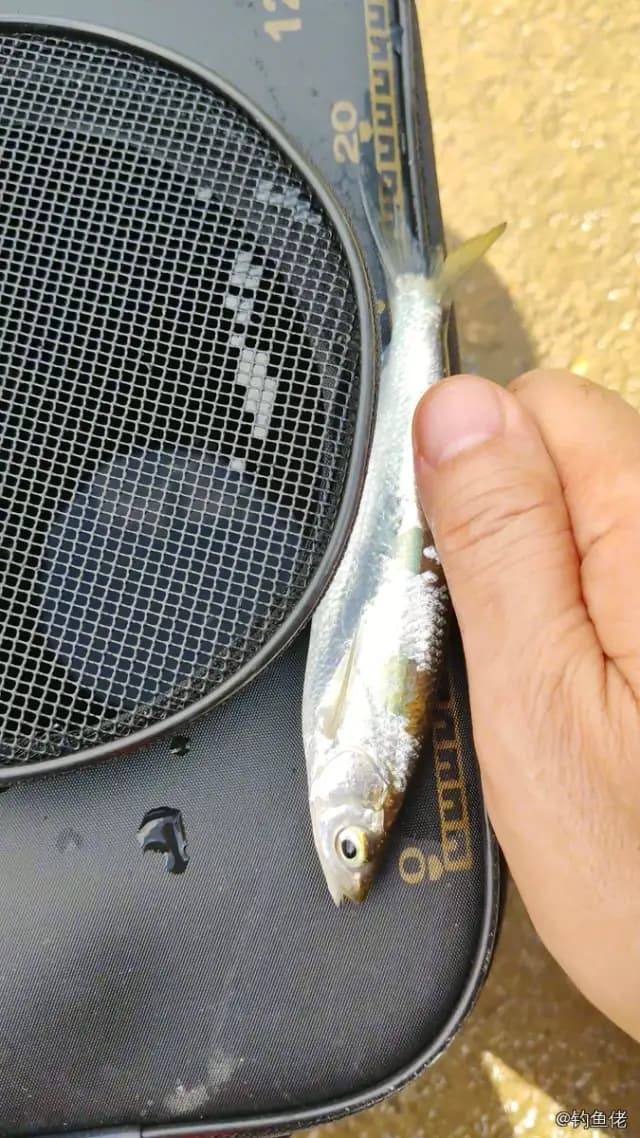 黄鳍多纪鲀钓获 佛山市 0.15kg