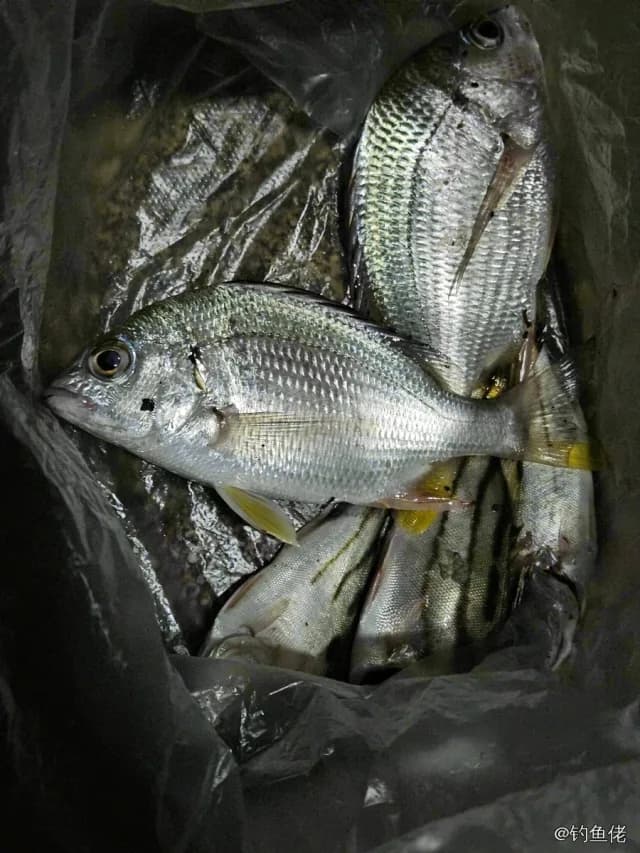 黄鳍棘鲷钓获 惠州市 0.15kg