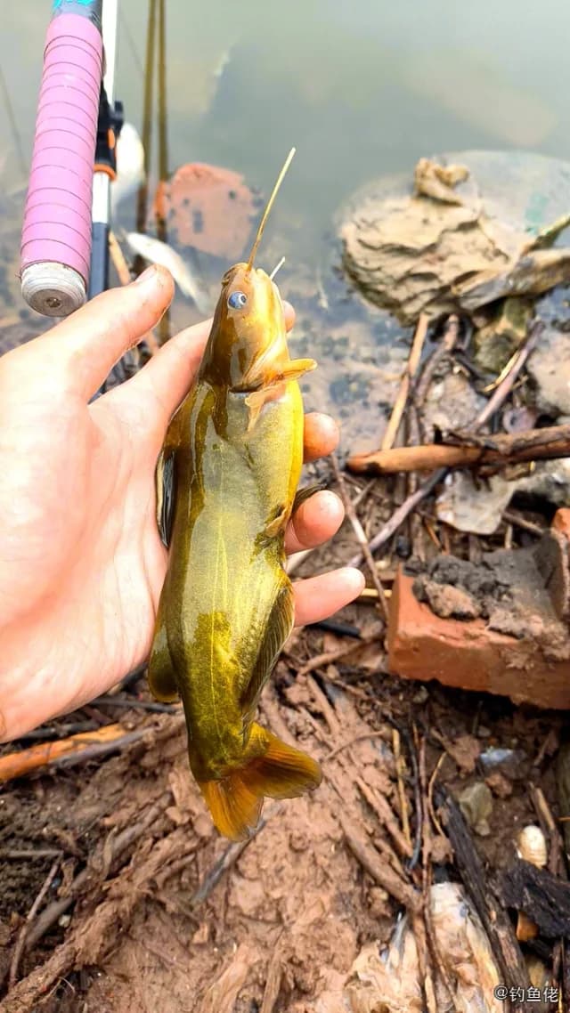 黄颡鱼钓获 河南省 16kg