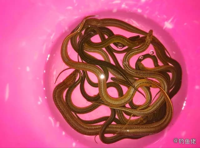 黄鳝钓获 苏州市 1kg