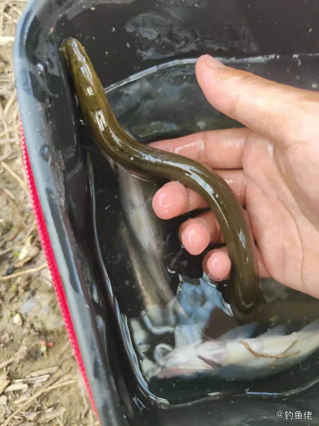 黄鳝钓获 周口市 0.2kg