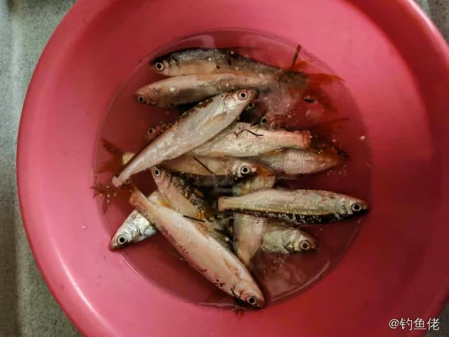 黄尾鲴钓获 衢州市 0.1kg