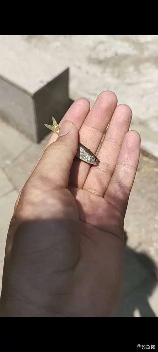 黄尾鲴钓获 上饶市 0.01kg