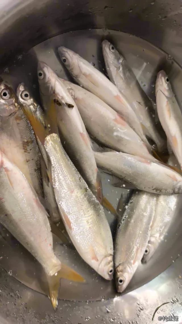 黄尾鰤钓获 武汉市 0.05kg