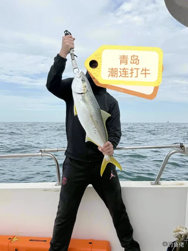 黄尾鰤钓获 青岛市 3.7kg