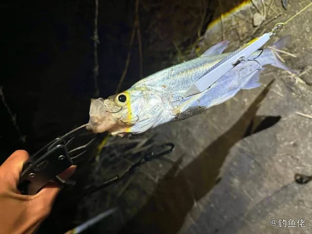 黄尾鰤钓获 十堰市 0.7kg