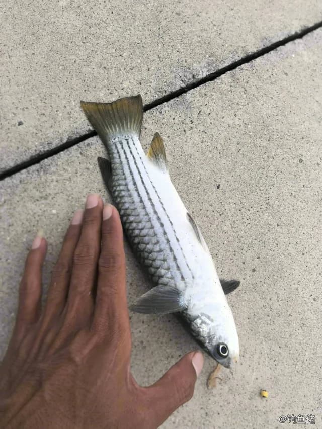 黄鲻钓获 乐东黎族自治县 0.2kg