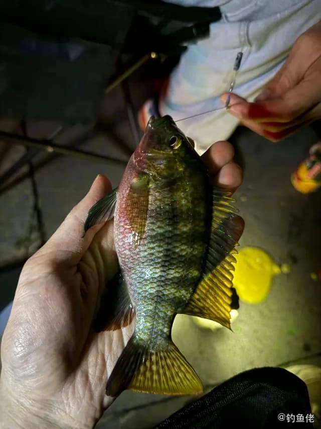 吉利非鲫钓获 佛山市 1.6kg