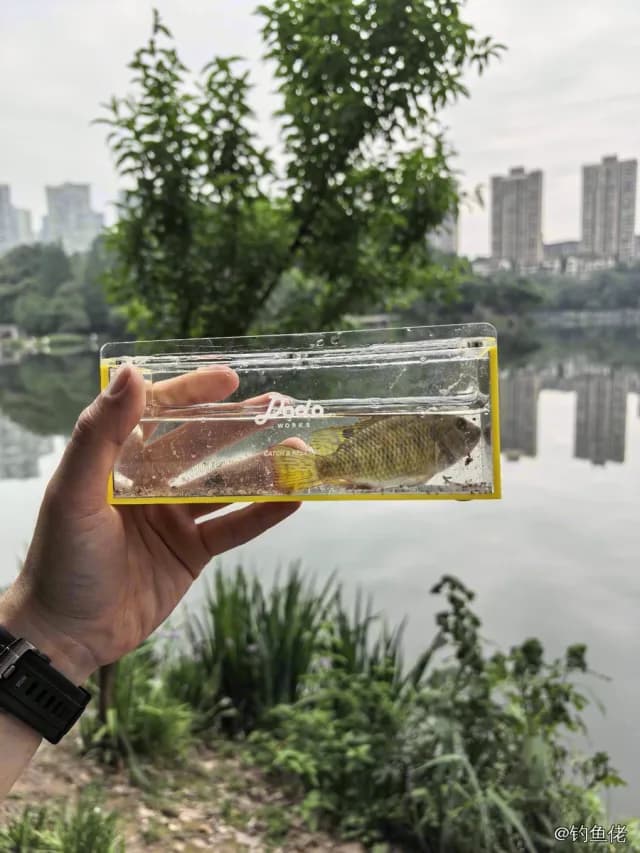 吉利非鲫钓获 重庆市 0.2kg