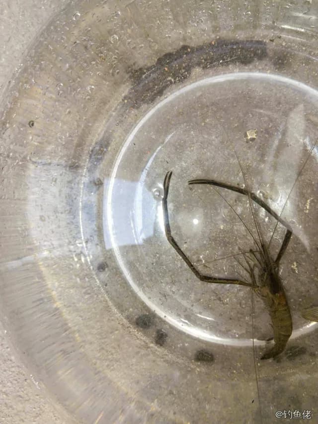 鲫鱼钓获 合肥市 1.3kg