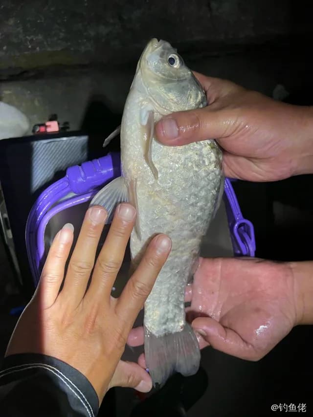 鲫鱼钓获 泰州市 0.45kg