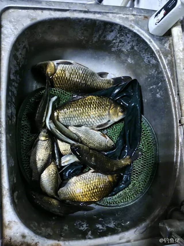 鲫鱼钓获 中华人民共和国 1kg