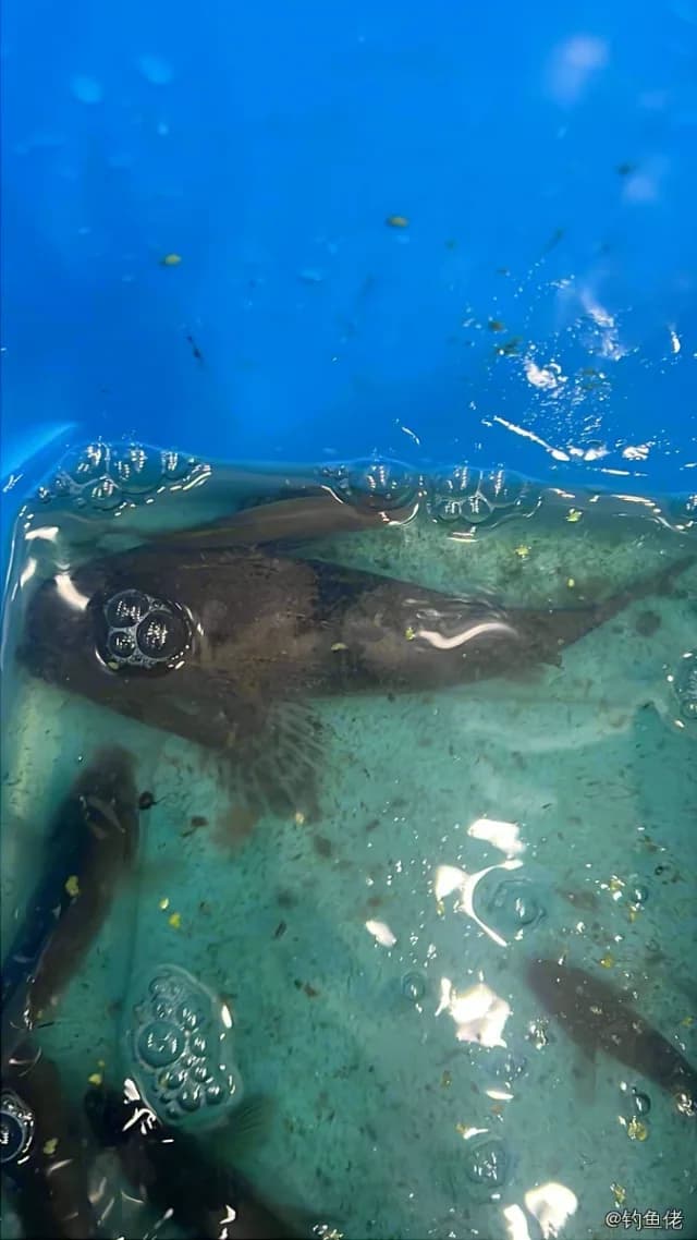尖头塘鳢钓获 金华市 0.2kg