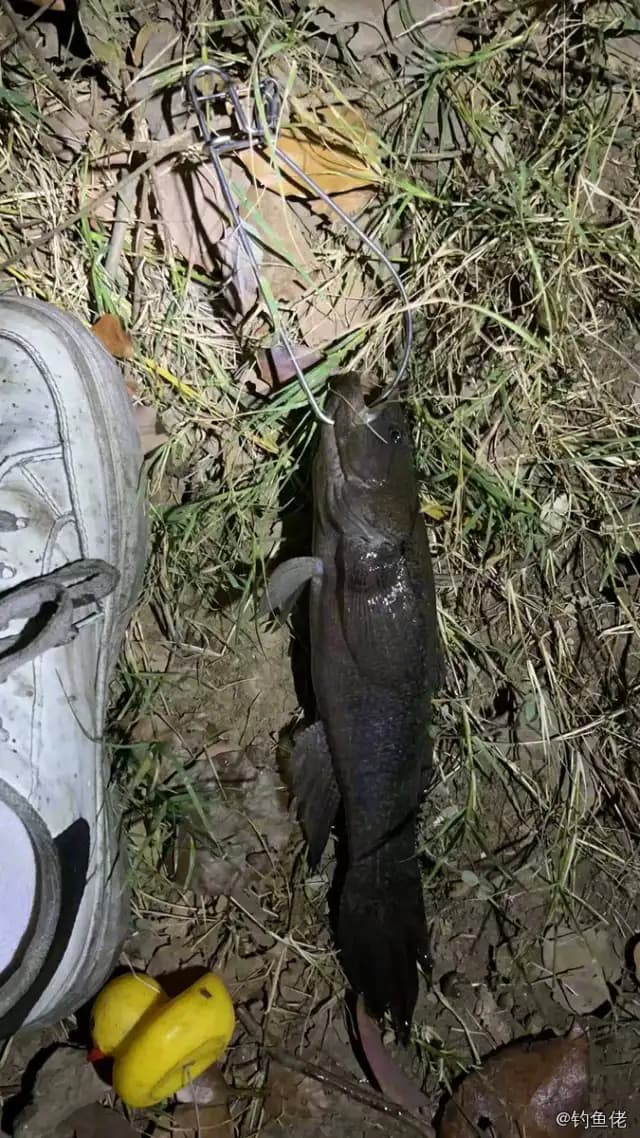 尖头塘鳢钓获 苏州市 1kg