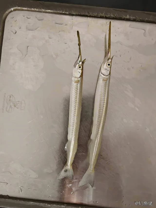间下鱵鱼钓获 广州市 0.1kg