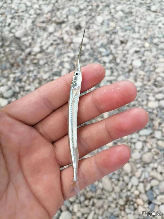 间下鱵鱼钓获 重庆市 0.8kg