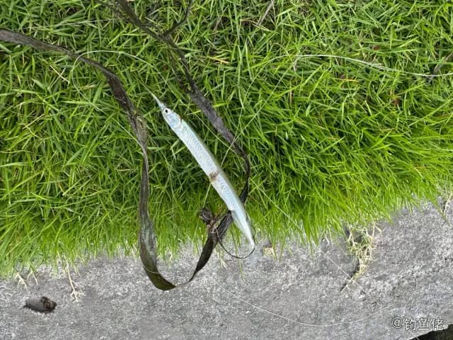 间下鱵鱼钓获 上海市 0.1kg