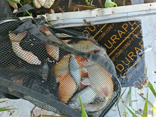 锦鲤钓获 汕头市 1.9kg