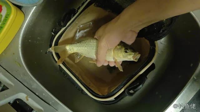锦鲤钓获 上海市 4kg