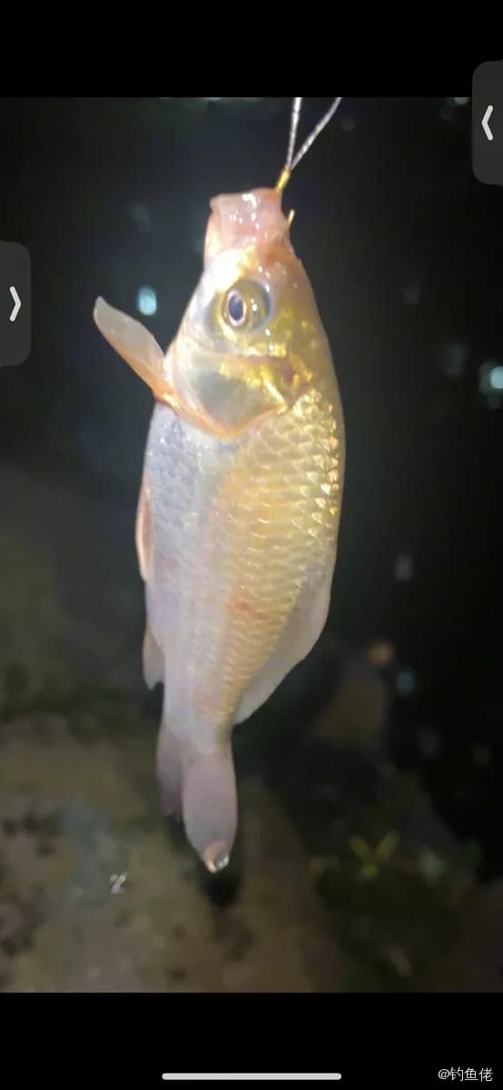 锦鲤钓获 合肥市 4kg