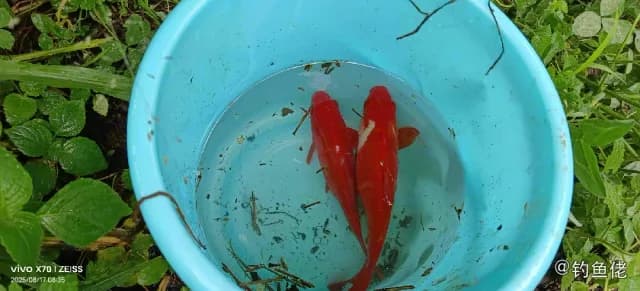 锦鲤钓获 楚雄彝族自治州 0.3kg