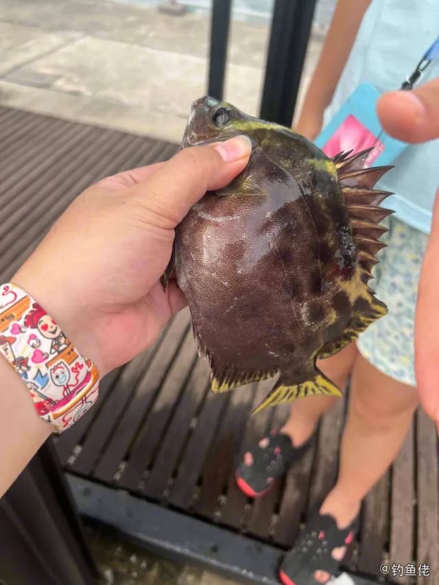 金钱鱼钓获 香港特别行政区 0.3kg