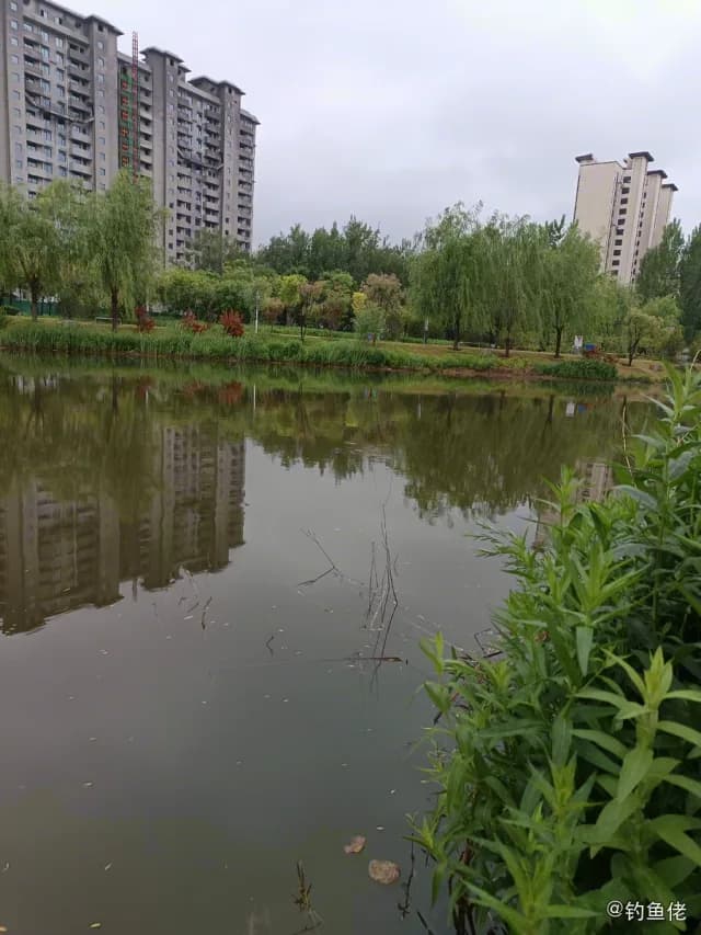 金色小沙丁鱼钓获 衡水市 0.1kg