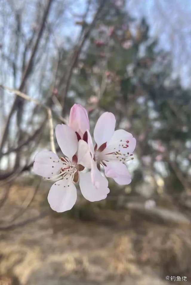 金色小沙丁鱼钓获 衡水市 0.1kg