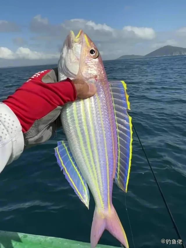 金线鱼钓获 南通市 0.4kg