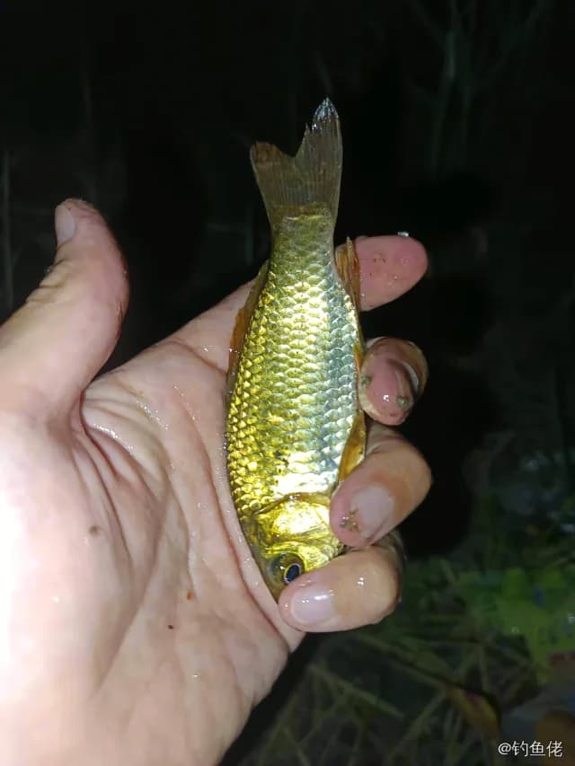 金鱼钓获 衡水市 0.3kg