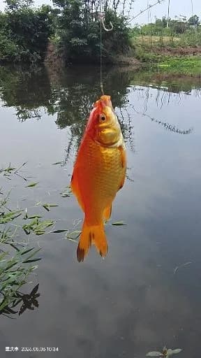 金鱼钓获 重庆市 0.3kg
