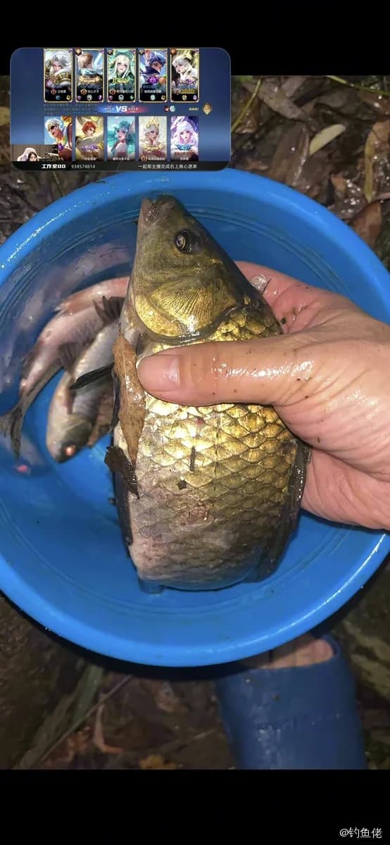 金鱼钓获 合肥市 0.3kg