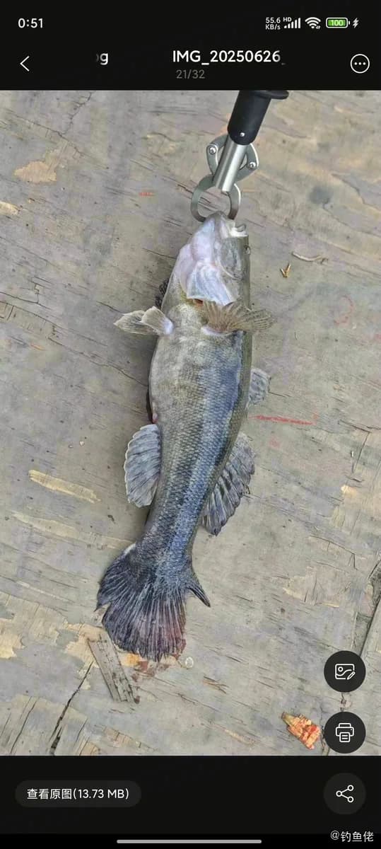 锯脊塘鳢钓获 乌鲁木齐市 1.3kg