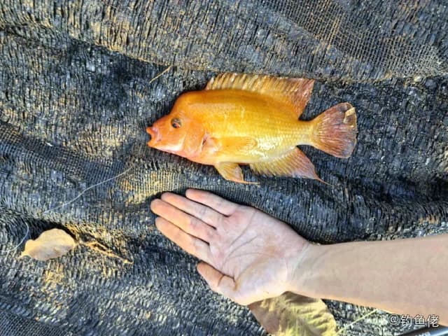 橘色双冠丽鱼钓获 海口市 0.1kg