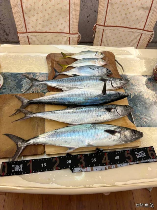 康氏马鲛钓获 中华人民共和国 1.4kg