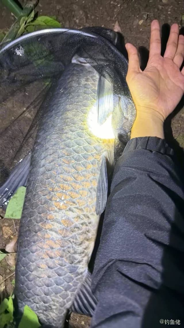 康氏马鲛钓获 杭州市 3.5kg