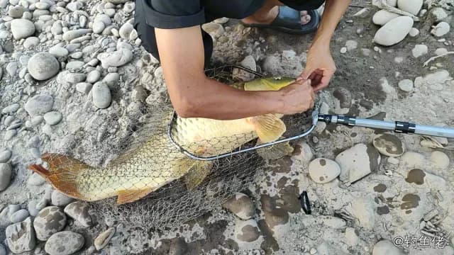 克氏双锯鱼钓获 重庆市 0.01kg