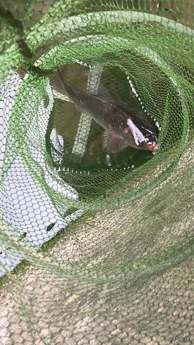 克氏兔头鲀钓获 苏州市 0.6kg