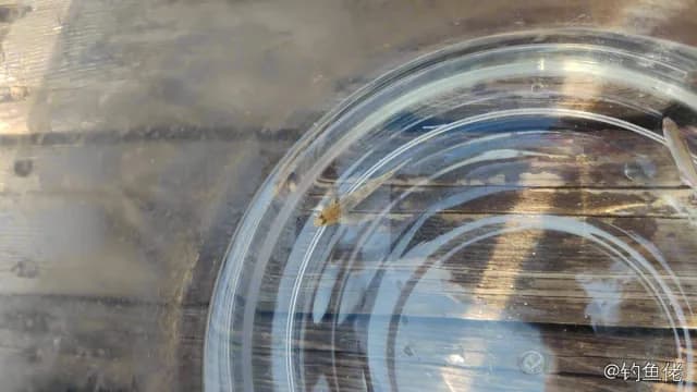 孔雀丝虾虎鱼钓获 衡水市 