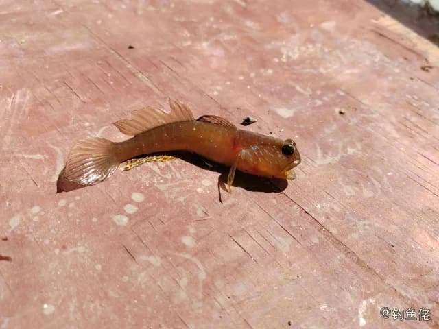 孔雀丝虾虎鱼钓获 海南省 0.01kg