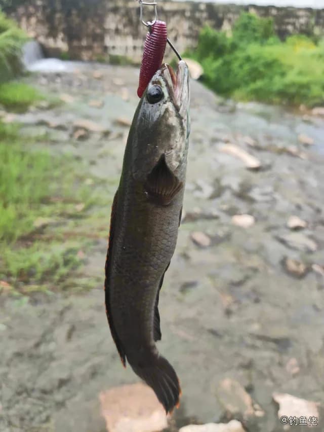 宽额鳢钓获 揭阳市 0.4kg