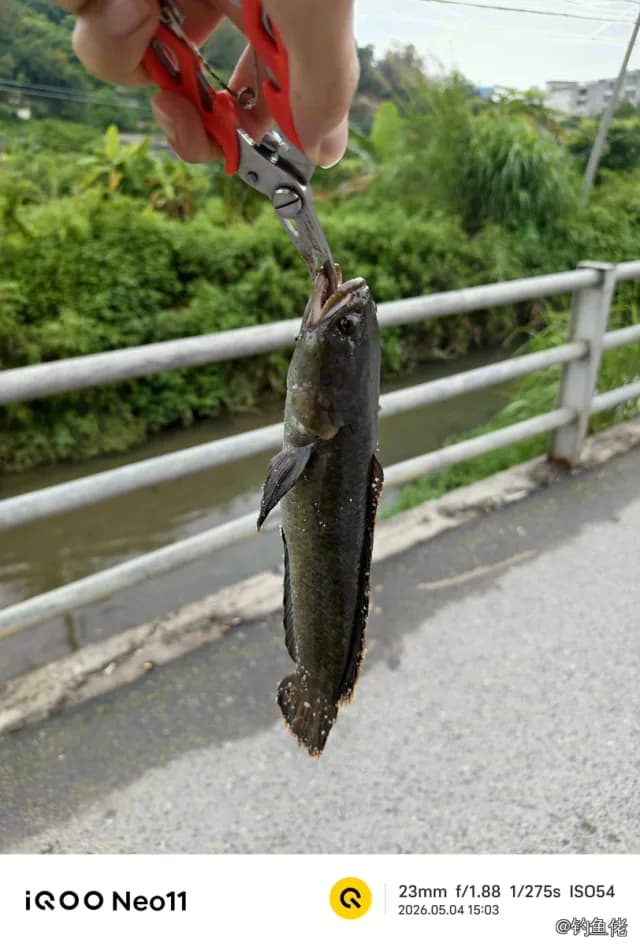 宽额鳢钓获 揭阳市 0.03kg