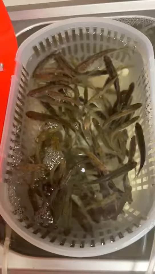 宽鳍鱲钓获 宜昌市 
