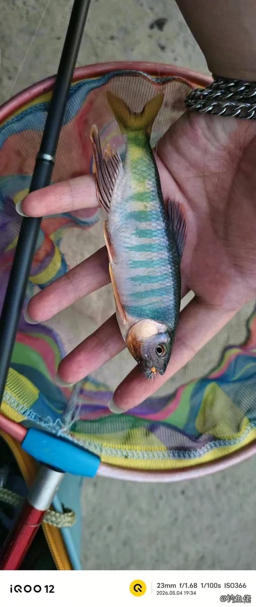 宽鳍鱲钓获 汉中市 0.01kg
